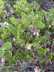 Arctostaphylos hookeri