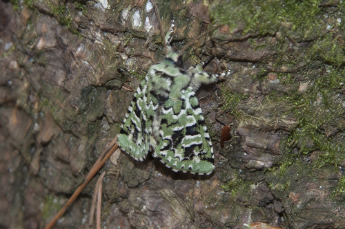 Feralia comstocki