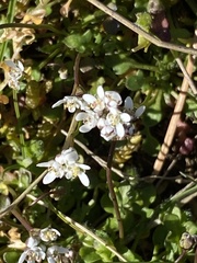 Teesdalia