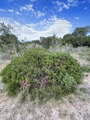 Arctostaphylos hookeri