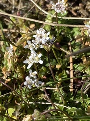 Teesdalia