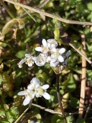 Teesdalia