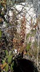 Platostoma madagascariense