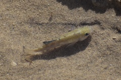 Cyprinodon salinus salinus