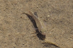 Cyprinodon salinus salinus