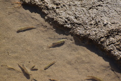 Cyprinodon salinus salinus