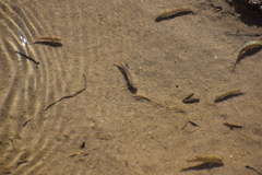 Cyprinodon salinus salinus