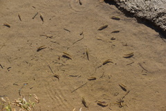 Cyprinodon salinus salinus
