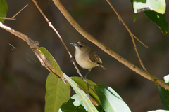 Gerygone magnirostris