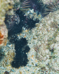 Holothuria cinerascens