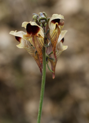 Linaria aeruginea
