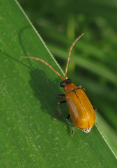 Aulacophora coffeae