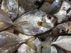 Leiognathidae