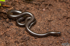 Leptotyphlops sylvicolus