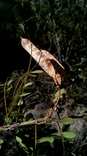 Cadia pedicellata image