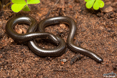 Leptotyphlops sylvicolus