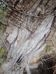 Arthonia nigrocincta