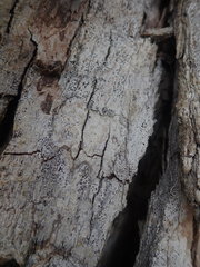 Arthonia nigrocincta