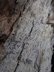 Arthonia nigrocincta