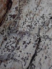 Arthonia nigrocincta