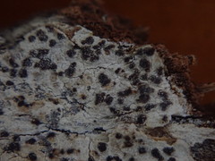 Arthonia nigrocincta