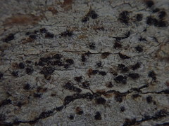 Arthonia nigrocincta