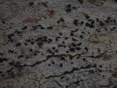 Arthonia nigrocincta