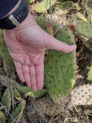 Opuntia puberula