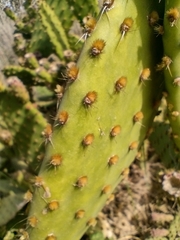 Opuntia puberula