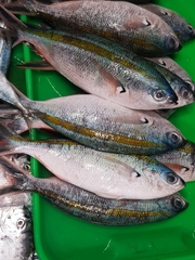 Caesio caerulaurea