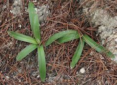 Orchis olbiensis