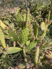 Opuntia puberula