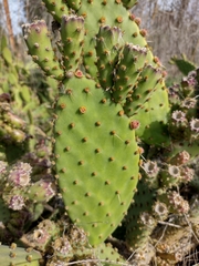 Opuntia puberula
