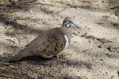 Geophaps scripta peninsulae