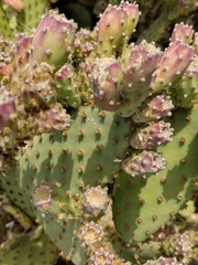 Opuntia puberula