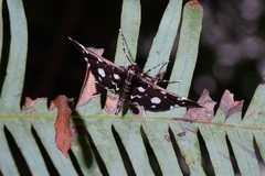 Bocchoris inspersalis