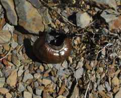 Powelliphanta