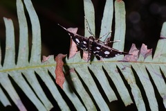 Bocchoris inspersalis