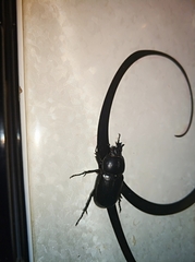 Eophileurus chinensis