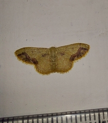 Idaea