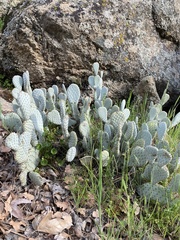 Opuntia basilaris