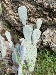 Opuntia basilaris
