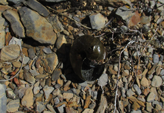 Powelliphanta