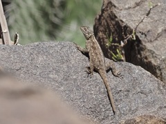 Acanthocercus yemensis