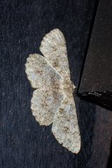 Racotis boarmiaria