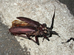 Dorysthenes buquetii