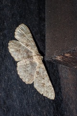 Racotis boarmiaria
