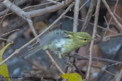 Phylloscopus nitidus