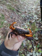 Sinopotamon yichangense