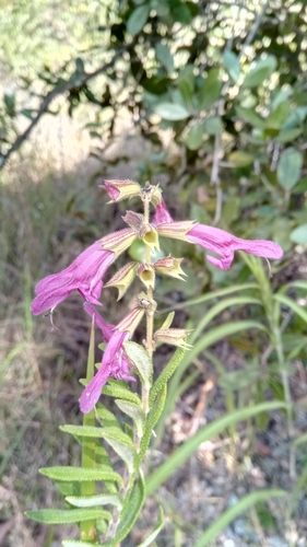 Salvia sessilifolia image